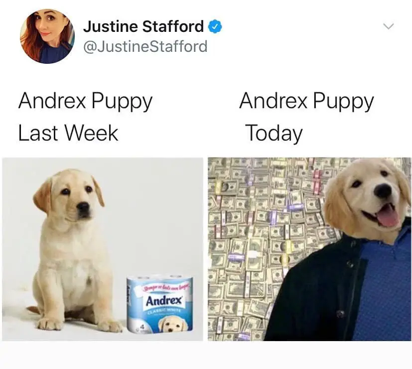 Funny Quarantine Memes and CoronaVirus Joke Toilet Paper Andrex Puppy Social Distancing Covid19 Justine Stafford